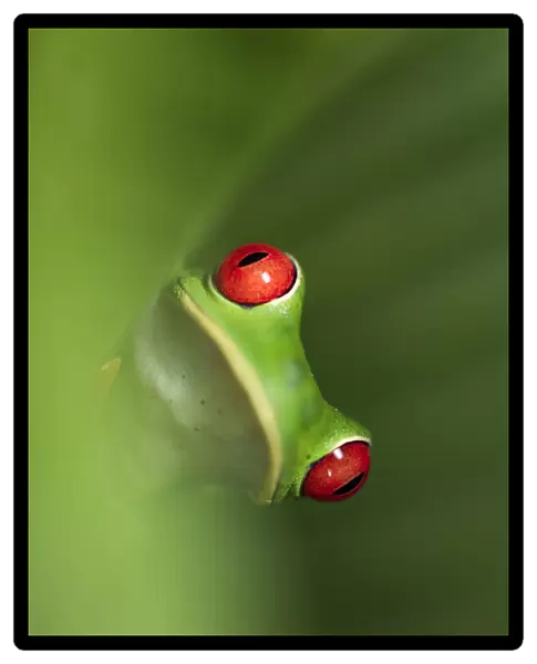 Female Red-eyed Tree Frog (Agalychnis callidryas) - Caribbean slope race (blue flanks)