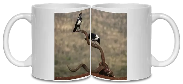 Pied crows (Corvus albus) perched on horns of antelope skull. Zimanga Private Game Reserve