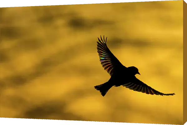 European Greenfinch (Chloris chloris) flying at dawn