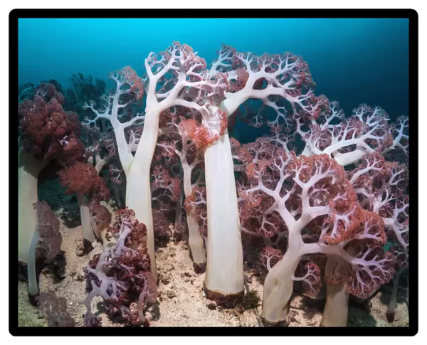 Soft corals (Dendronephthya sp) in coral reef, West Papua, New Guinea