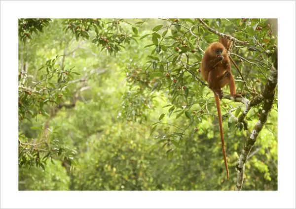 Red leaf monkey (Presbytis rubicunda) female feeding in Strangler fig tree (Ficus