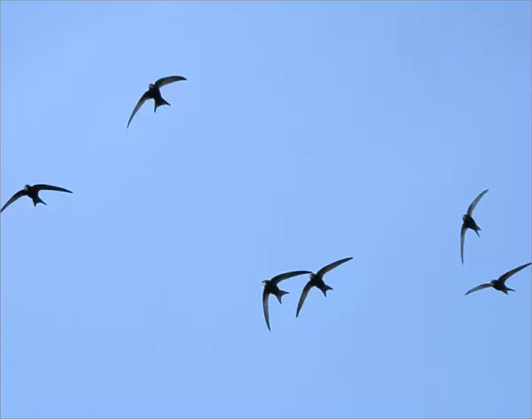 Common swift (Apus apus) group flying overhead, Bradford-on-Avon, Wiltshire, UK, May