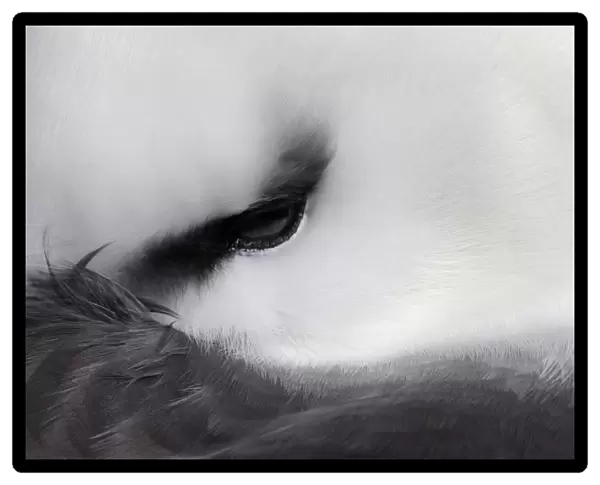 Black-browed Albatross (Thalassarche melanophris) resting close up of eye. West Point Island