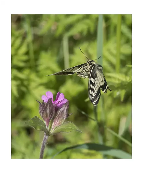 Swallowtail butterfly (Papilio machaon) flying to red campion with proboscis extended