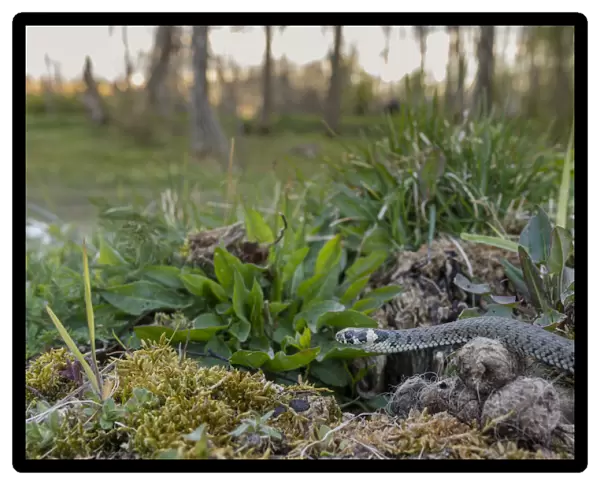Grass snake (Natrix natrix) in habitat, Aland Islands, Finland, May
