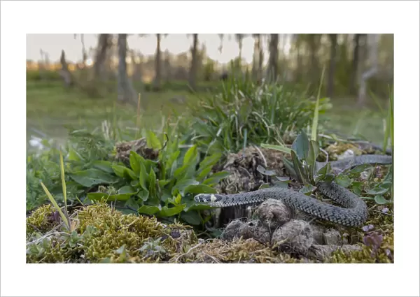 Grass snake (Natrix natrix) in habitat, Aland Islands, Finland, May