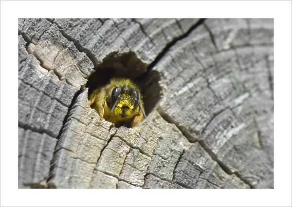 Red mason bee (Osmia rufa) female emerging from her nest hole in a drilled log within