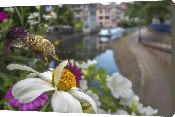 Honeybee (Apis mellifera) taking off from flower with canal in the background, Strasbourg, France