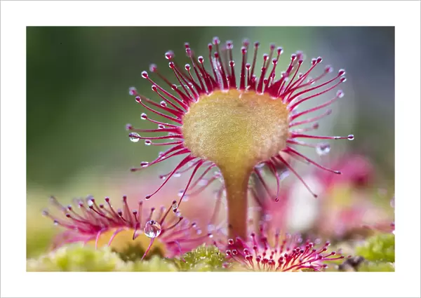 Round-leaved sundew (Drosera rotundifolia) showing sticky droplets on the end of