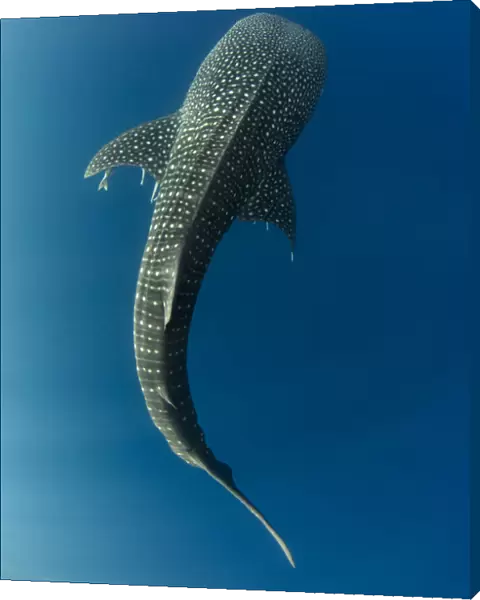 Whale shark (Rhincodon typus) viewed from above, Cenderawasih Bay, West Papua. Indonesia