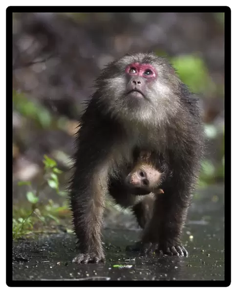 Tibetan macaque (Macaca thibetana) carrying her baby, Tangjiahe National Nature Reserve