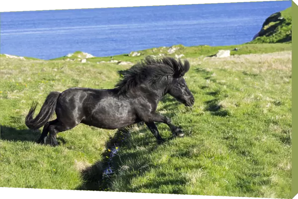 Black Shetland pony jumps over ditch in field along the coast on the Shetland Islands