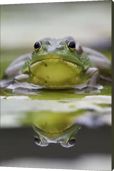 RF - Eastern golden frog (Rana  /  Pelophylax plancyi) portrait, reflected in water