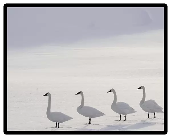Trumpeter swans (Cygnus buccinator) on the edge of the Upper Yellowstone River. Hayden Valley