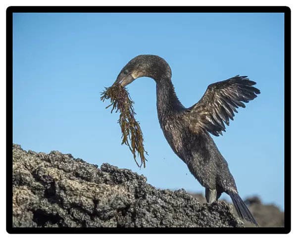 Flightless cormorant (Phalacrocorax harrisi) on rocks with nesting material in beak