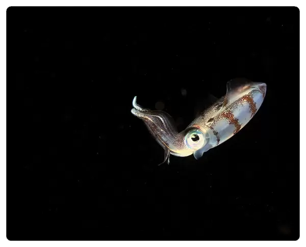 Caribbean reef squid (Sepioteuthis sepioidea) swimming in open water at night, Guadeloupe Island
