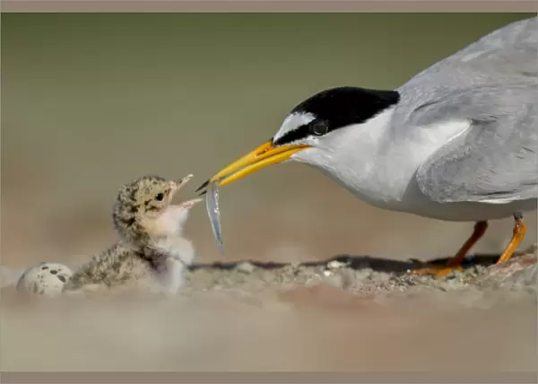 Little Tern (Sterna albifrons) feeding chick, Sado Estuary, Portugal. June