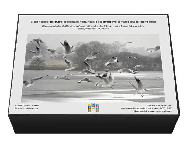 Black-headed gull (Chroicocephalus ridibundus) flock flying over a frozen lake in falling snow