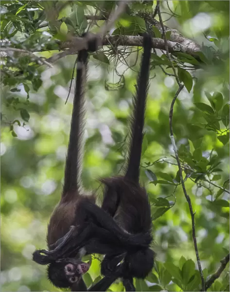 Central American spider monkey (Ateles geoffroyi) juveniles hanging by tails and playing
