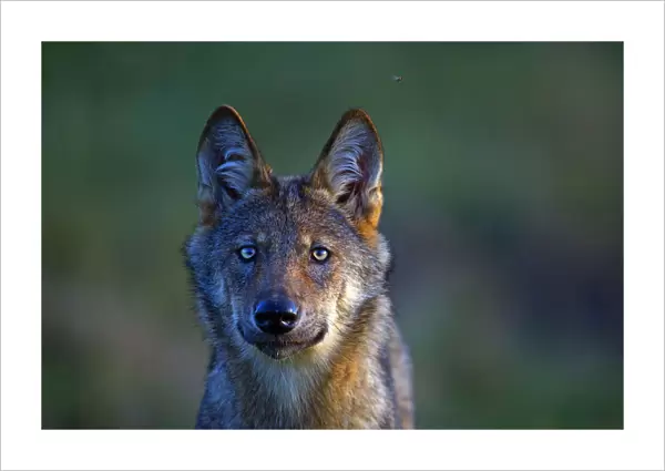 Wild Grey wolf (Canis lupus), in meadow, Saxony-Anhalt, Germany