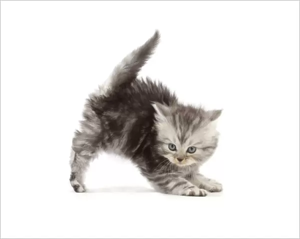 RF - Silver tabby Persian-cross kitten arching back in playful confrontation