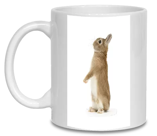 Sandy Netherland dwarf-cross rabbit, Peter, standing up, against white background