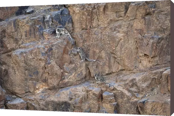 Snow Leopard (Panthera uncia) female with two cubs climbing a canyon cliff at dusk at 4400 metres