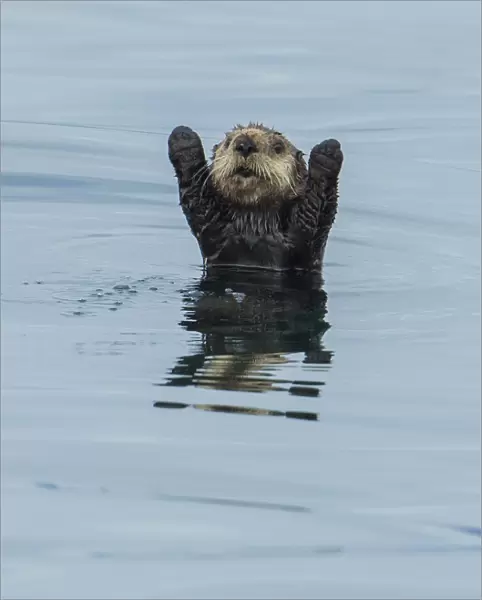 Sea otter (Enhydra Lutris) with forelegs raised, Sitka Sound, Alaska, USA, August