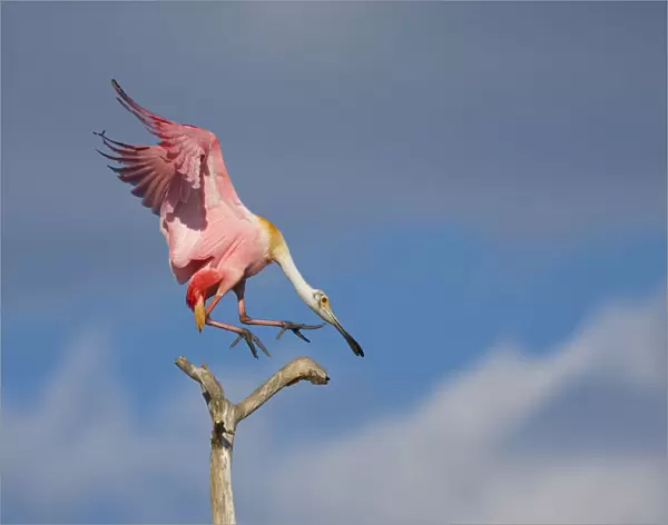 Roseate spoonbill (Ajaia ajaja), adult in breeding plumage flying in to land on a perch