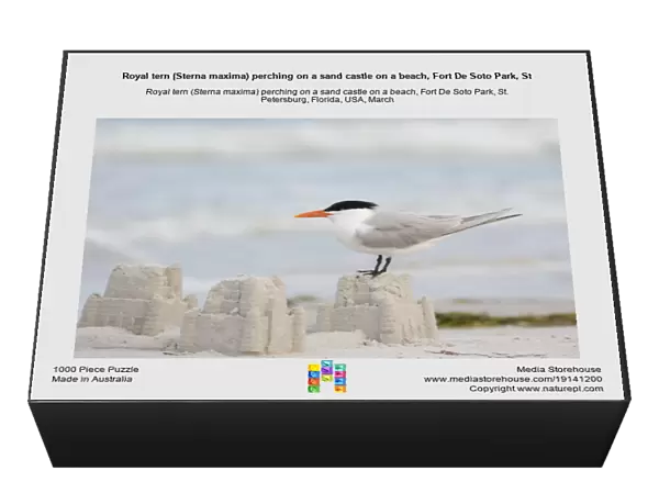 Royal tern (Sterna maxima) perching on a sand castle on a beach, Fort De Soto Park, St