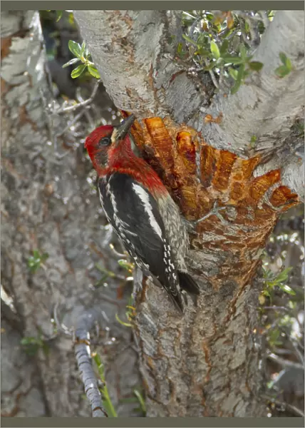 Red-breasted sapsucker (Sphyrapicus ruber) adult feeding on tree sap from shallow