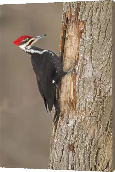 Pileated Woodpecker (Dryocopus pileatus) male, at feeding excavation in tree trunk in winter