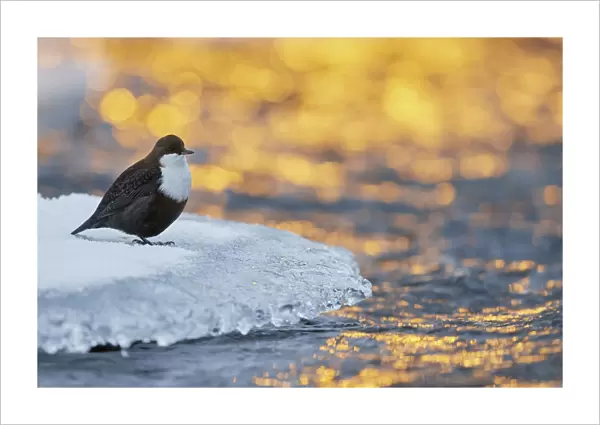 Dipper (Cinclus cinclus) standing on ice at waters edge, at sunset