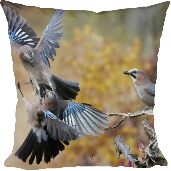 Jay (Garrulus glandarius), two fighting in mid-air with another observing. Norway