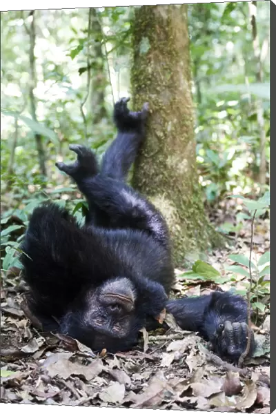 Chimpanzee male (Pan troglodytes schweinfurthii) sleeping on the forest floor with feet up