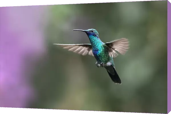 Sparkling Violet-ear (Colibri coruscans) hummingbird in flight, Mindo cloud forest ecosystem