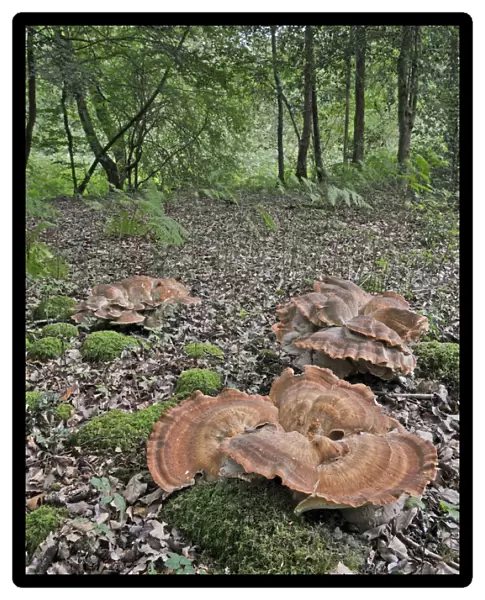 Giant Polypore fungus (Meripilus giganteus) growing in clusters on woodland floor