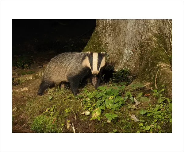 Badger (Meles meles) standing at base of tree at night, Mid Devon, England, August