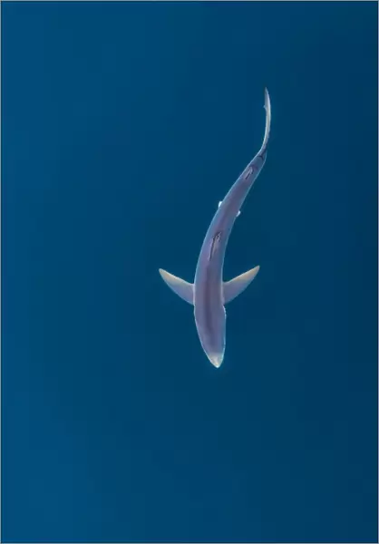 Blue shark (Prionace glauca) near the surface of the English Channel. Penzance, Cornwall