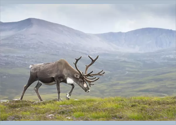 Reindeer (Rangifer tarandus) adult female, antlers in velvet, walking across upland moor