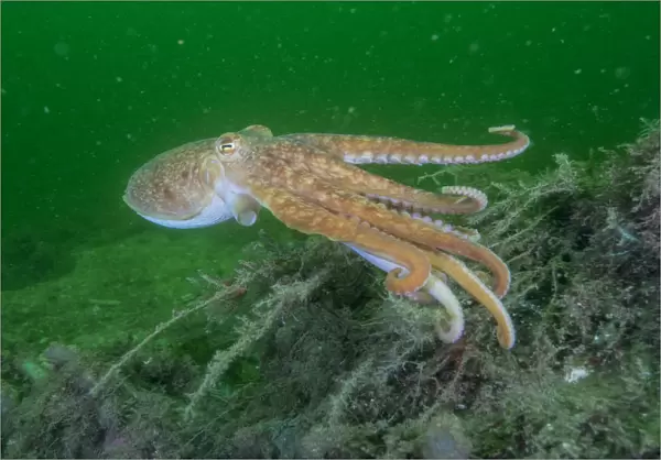 Curled octopus (Eledone cirrhosa) swimming over sea floor, South Arran Marine Protected Area