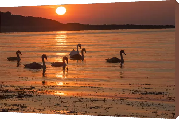Family of six Mute swans (Cygnus olor) at sunrise, silhouetted in waters of Lamlash Bay