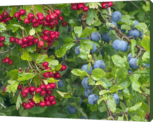 Blackthorn (Prunus spinosa) sloes and Hawthorn berries (Crataegus monogyna) Norfolk