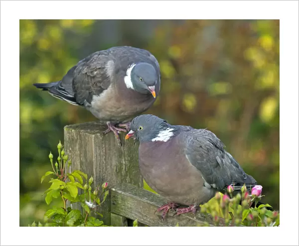 Wood pigeons (Columba palumbus) male and female during courtship preening display