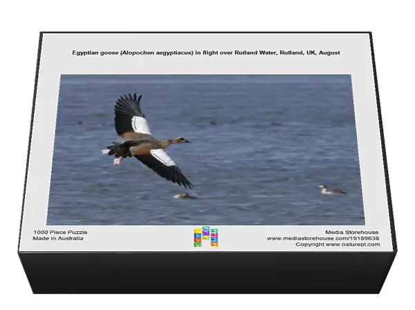 Egyptian goose (Alopochen aegyptiacus) in flight over Rutland Water, Rutland, UK, August