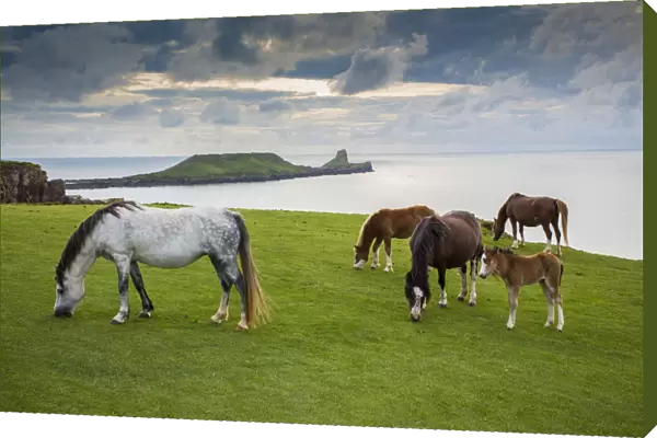 Welsh mountain ponies, grazing above Rhossili beach, The Gower, Wales, UK, August