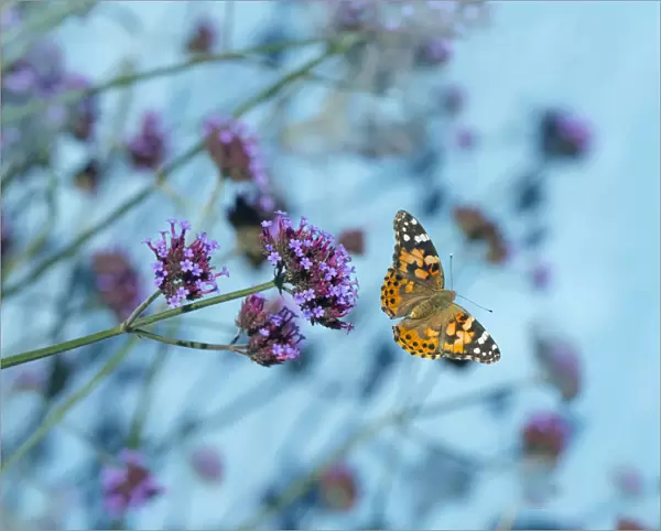Painted lady butterfly (Cynthia cardui) feeding on Verbena flowers in flight, England, UK