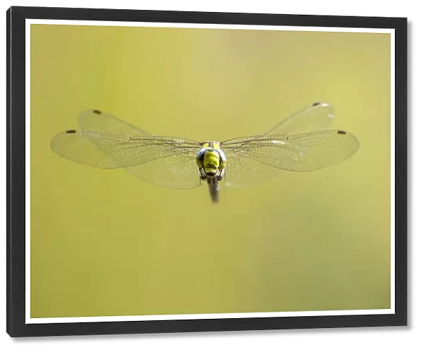RF - Southern hawker (Aeshna cyanea) dragonfly in flight, Broxwater, Cornwall, UK