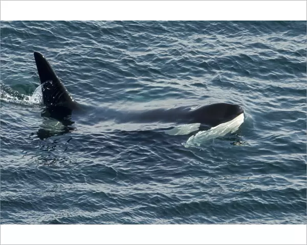 Orca (Orcinus orca) surfacing, Shetland, Scotland, UK, August