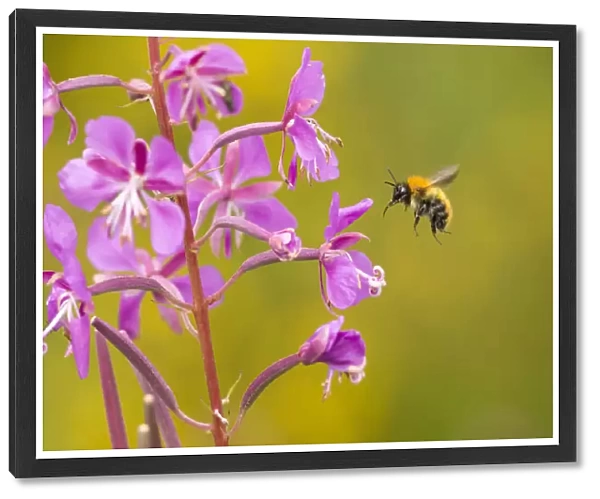 Bumblebee, (Bombus spp), in flight near rosebay willowherb flower, Scotland, UK, August